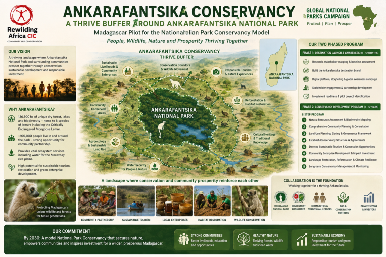Ankarafantsika Conservancy illustration 768x512