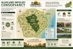 Hluhluwe Imfolozi Conservancy illustration compressed 300x200